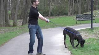 Stop Your Dog from Pulling - PetSafe® Gentle Leader® Headcollar