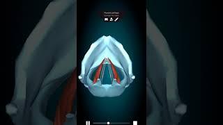 Thyroarytenoid || Larynx #3danimation #anatomy