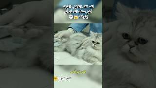 لقد فقد القاتل ذاكرته لكن سفك الدماء لم يتوقف#افلام #shorts