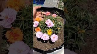 10Best summer flowering plants || Summer flowering plants name