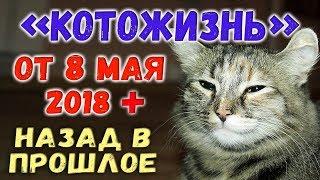 КОТОЖИЗНЬ! от 8.05.2018 + НАЗАД В ПРОШЛОЕ!