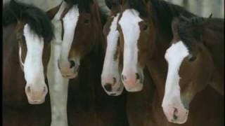 Budweiser Clydesdales Commercial "Replay" from Super Bowl 2003