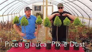 Picea glauca 'Pixie Dust' Dwarf White Spruce - THE CONIFER COLLECTOR