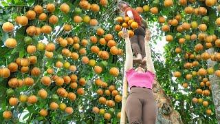 Harvesting Sour Fruit On Tall Tree Goes To Market Sell - Preserve Sour Fruit | New Free Bushcraft