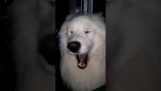 Самоед готовится ко сну /ДОБРЫЙ САМОЕД . #собака #самоед #samoyed #dog #шортс