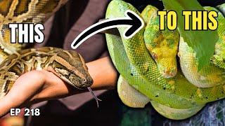 Why I Stopped Keeping Reptiles & What Brought Me Back