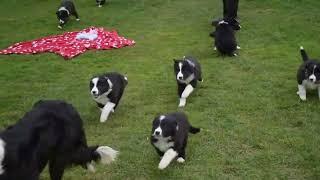 Border Collie Puppies For Sale