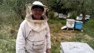 Lavrov's apiary. We make layering from the main families