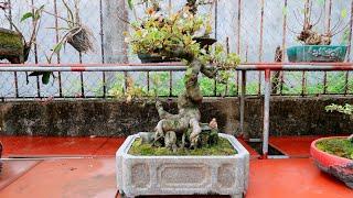 Những Cây Bonsai mini đẹp tại nhà vườn Khánh Sắt (0988837723)|Mạnh Bonsai #22