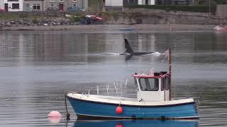 Orcas leaving Strangford Lough