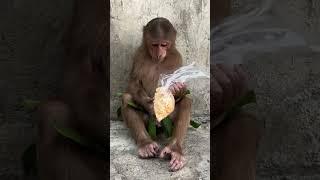 Cutis is fed by strangers #cutis #short #animals