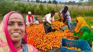 कष्टाचं चीज झालं, मेहनतीने वाढवलेला टॉमॅटो आला तोडणीला | dhangari jivan | sidu hake | banai