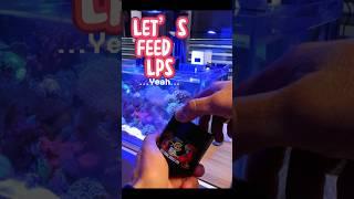 How to feed your Corals 🪸 Come alimentare i tuoi coralli LPS #reeftank #coralreef #acquariomarino