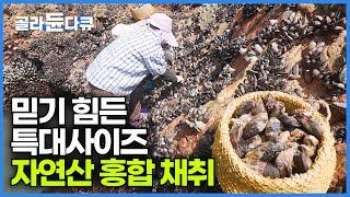 양식 홍합과 비교조차 불가능한 자연산 홍합이 널린 섬｜1kg에 2만원 씨알부터 다른 특대 사이즈 홍합｜한국기행｜#골라듄다큐