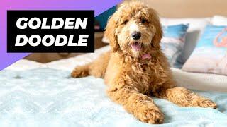 Goldendoodle  One Of The Most Popular Crossbreed Dogs #shorts