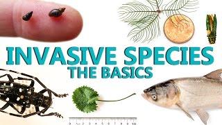 Invasive Species: The Basics