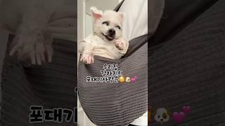 “하루 종일 울던 디테 포대기하나로 웃음이 돌아왔어요