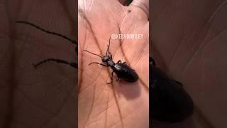 Handling an Oil Beetle!