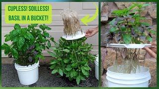 The EASIEST Way To Grow BASIL CUPLESS! SOILLESS! Hydroponic Basil Kratky Method