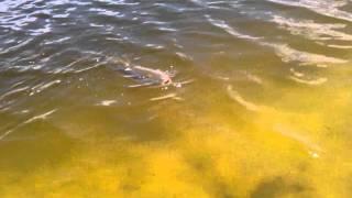 15 pound carp on Shakespeare microspin