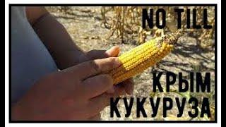 КУКУРУЗА В КРЫМУ no till