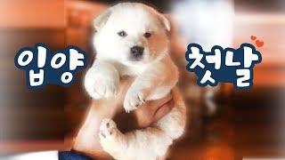 시바견 여우가 곰이,탱이 처음 만난 날 (새끼 강아지 집에 데려온 첫날)
