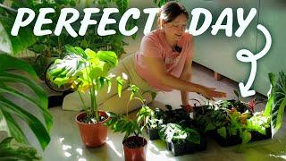 Life as a Part-time Plantparent | Potting 200+ Cuttings a Day