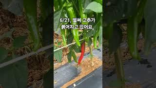(에듀파머) 벌써 고추가  붉어지고 있어요.