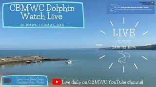 CBMWC Dolphin Watch Live: 2023-04-22