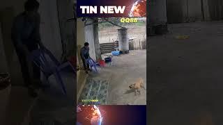 Chó Dại Lẻn Vào Nhà Cắn Người – Chủ Nhà Phản Công Kịch Liệt! #ChóDại #NguyHiểm #ChóDạiCắnNgười