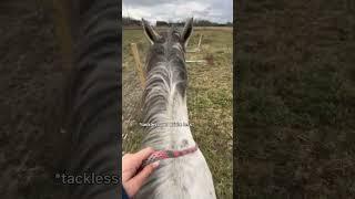 Your mindset changes everything. Trust your horse and they’ll trust you!#mindset #training #trust