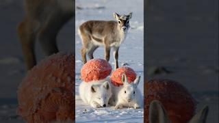 The Most Touching Tale: How a Reindeer’s Call Saved Two Pups #animalrescue #polarrescue #reindeer