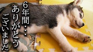 6年間一緒の布団で寝て子猫を育てた結果こうなりました...