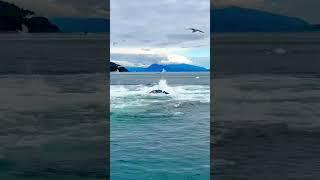 UNBELIEVABLE ...Amazing Whales Feeding | They Were so Close!  #amazing #alaska