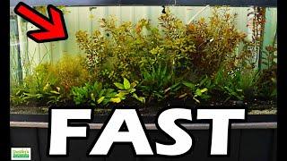 How To Grow Aquarium Plants FAST!