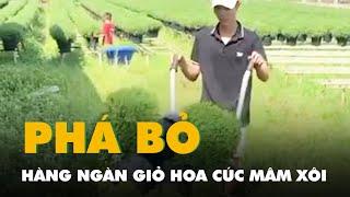 Nhổ bỏ hàng ngàn giỏ hoa cúc mâm xôi ở Bến Tre, sao lại có chuyện trái khoáy này?