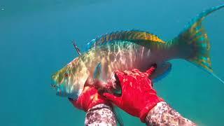 23 1/2 inch UHU (parrot fish) - Hawaii