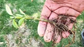 How To Propagate Pepino Melon From Cutting