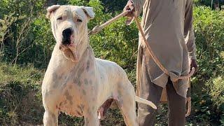 MOST DANGEROUS FIGHTING DOGS IN THE WORLD ! BULLY KUTTA PAKISTANI MASTIFF