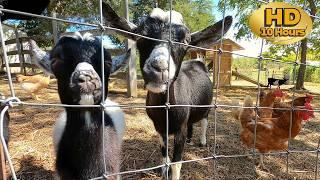 Entertain your Cat & Dog = 10 HOURS of Baby Goats & Chickens | Dog TV  | Cat TV | Pet Enrichment