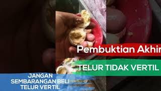 PEMBUKTIAN AKHIR TELUR TIDAK VERTIL || PENJUAL MEMAKSA BILANG VERTIL