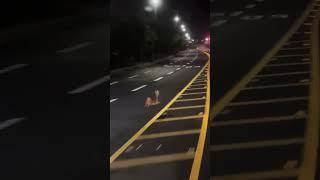 고라니 달려