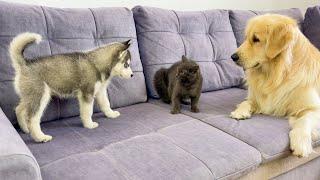 How a Golden Retriever Introduces a Husky Puppy to a Kitten for the First Time [So Funny!!]