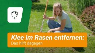 Klee im Rasen entfernen: Das hilft dagegen