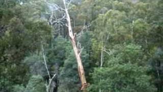 Tree Climber Felling Dead Mountain Ash