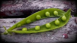 In search of the 10 pea pod (A challenge)