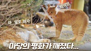 마당을 점령하려는 길냥이들의 싸움이 시작됐다 | 소몽이의 반란...