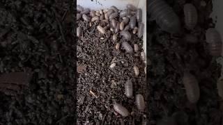 Roly-Poly’s  in your garden? #composting #worms #garden #compost #isopods #composting #wormbin