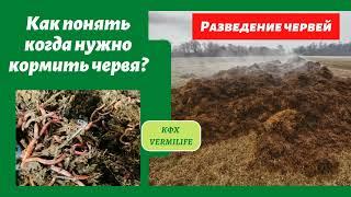 Как понять когда нужно кормить червя? Чем мы кормим червя и как часто. Разведение  червя.