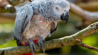 Is Your Parrot PLUCKING?!? | Ask Yourself These Questions